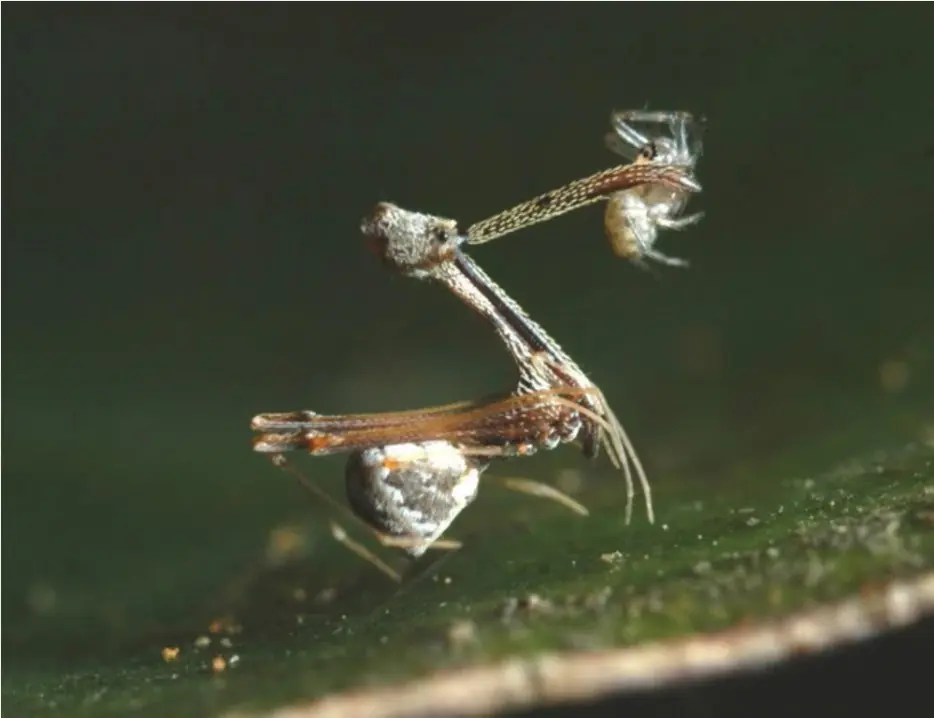 Las 20 Arañas mas Extrañas del Mundo + Gifs