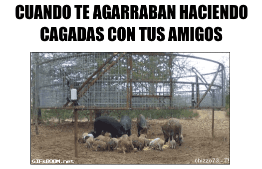 gifs