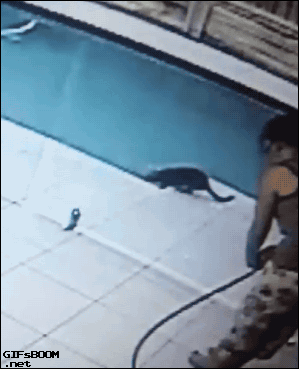 gif de humor