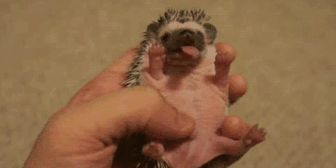 gifs