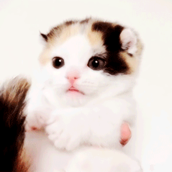 gif de humor
