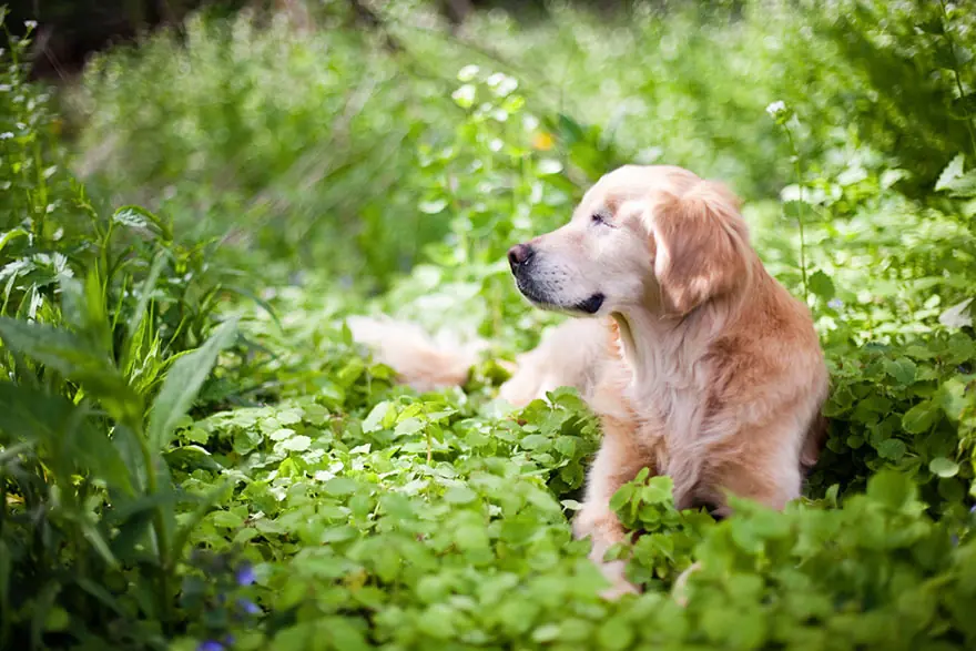 Perrito nació sin ojos y ahora ayuda a discapacitados