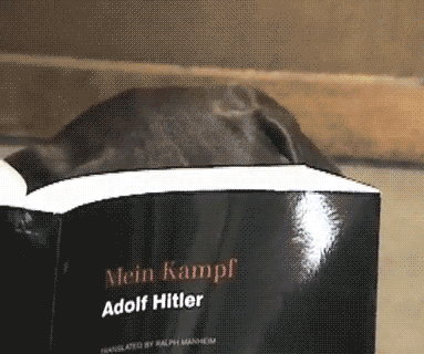 gifs de humor
