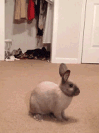 gifs de humor