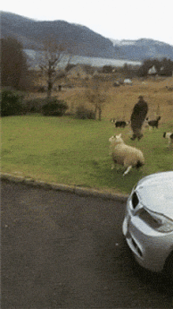 gif de humor