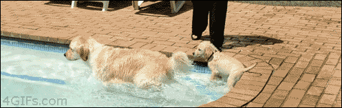 gifs