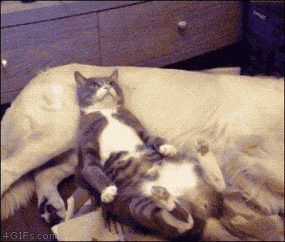 gifs