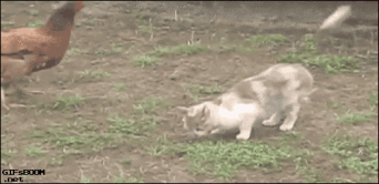 gif de humor