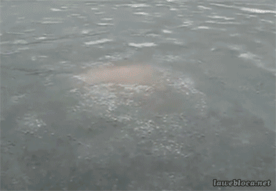 gifs de humor