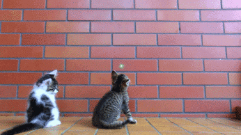 gifs de humor