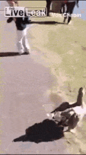 gifs de humor