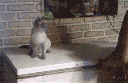 gif de humor