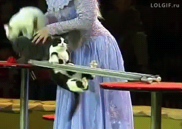gif de humor