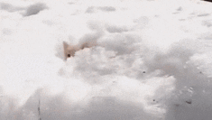 Gifs Sueltas Muy Seltas
