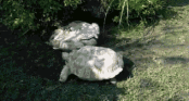 gifs de humor
