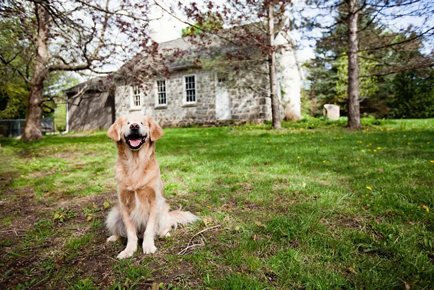 Perro