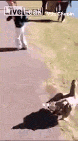 gifs de humor