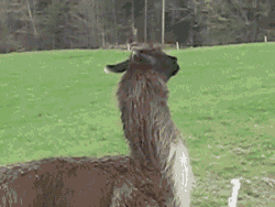gifs