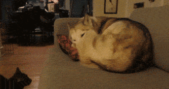 gif de humor