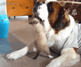 gifs de humor