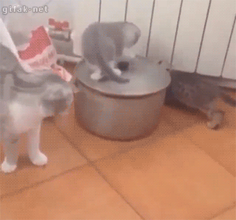 gif de humor