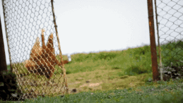 gif de humor
