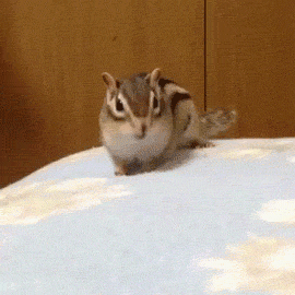 gif de humor