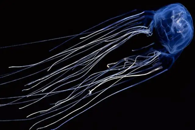 animales peligrosos del mundo
