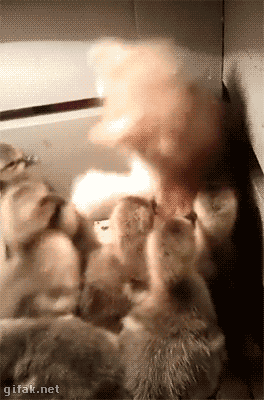 gifs