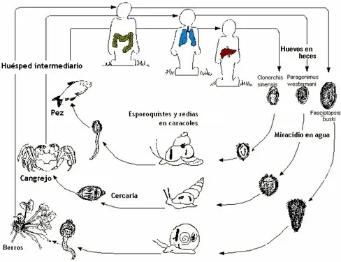 parasitos