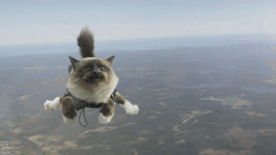 gifs