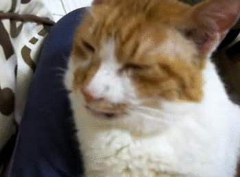 gif de humor