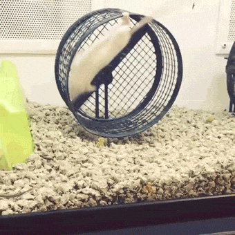 gif de humor