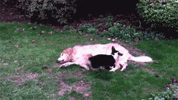 gifs de humor