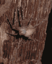 Las 20 Arañas mas Extrañas del Mundo + Gifs