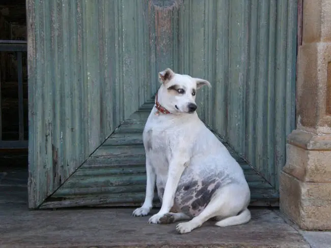 Animales En Su Etapa De Gestación.