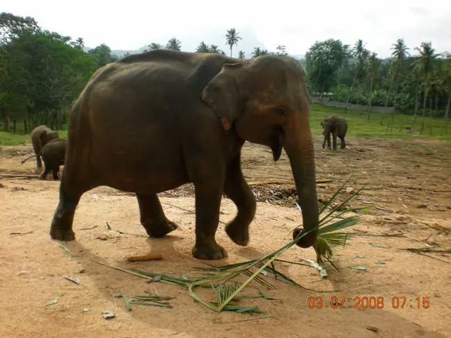 animales embarazados
