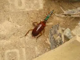 parasitismo