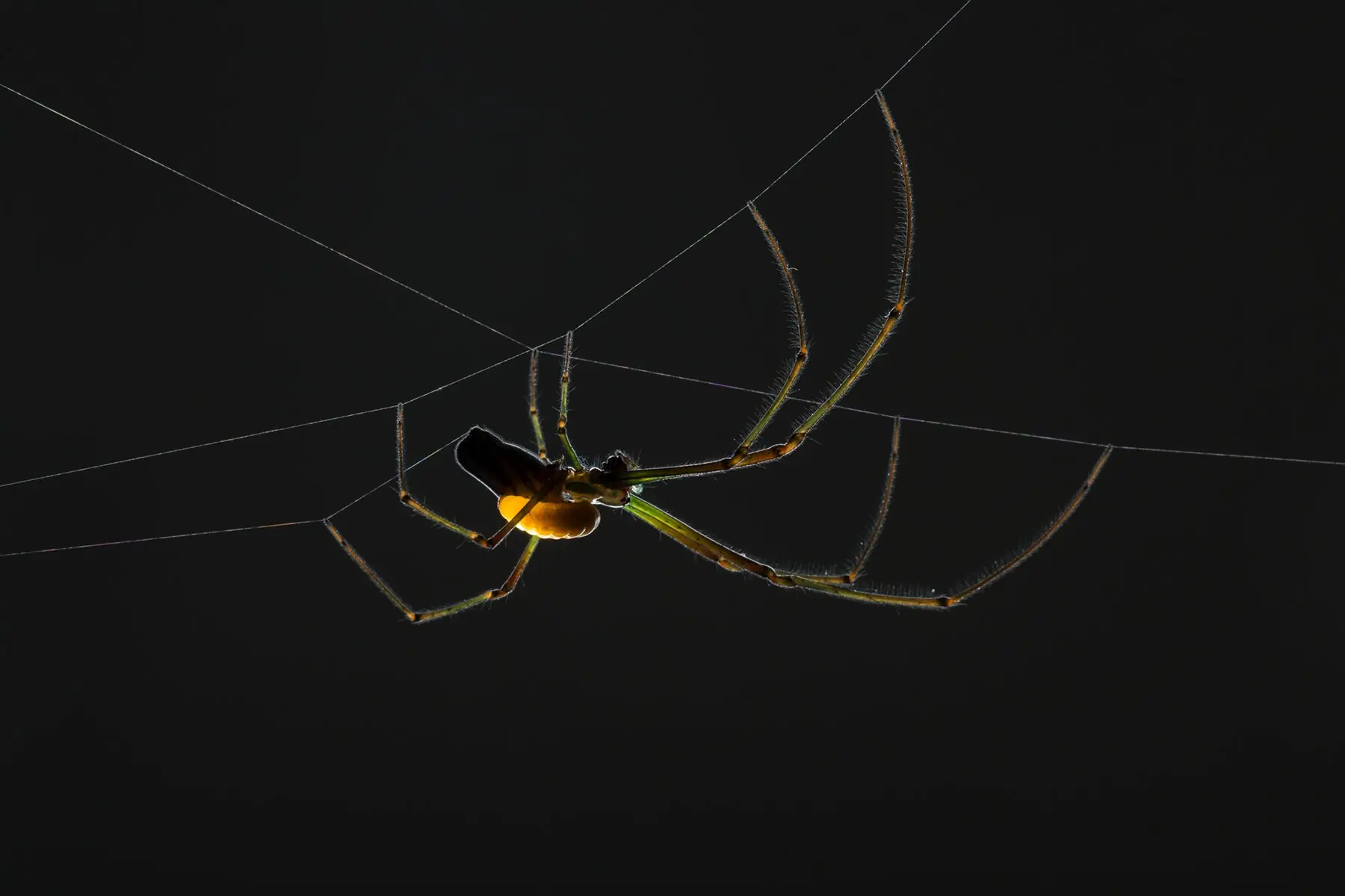 parasitos