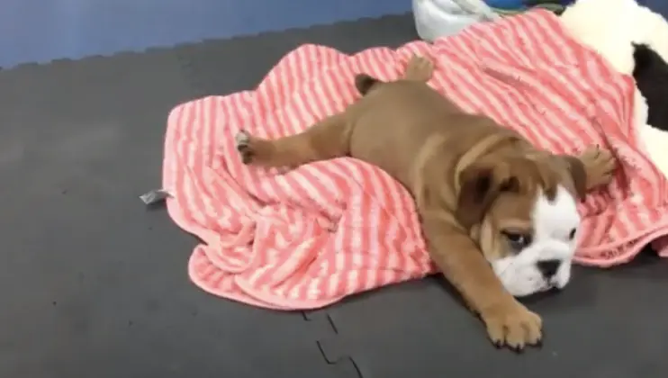 Rehabilitacion cachorro con sindrome nadador