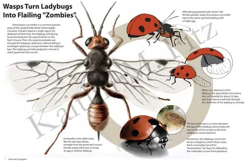 parasitos
