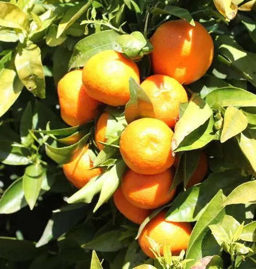naranjas nules naranjas nules
