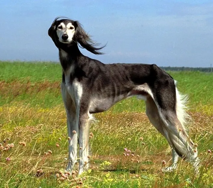 companero