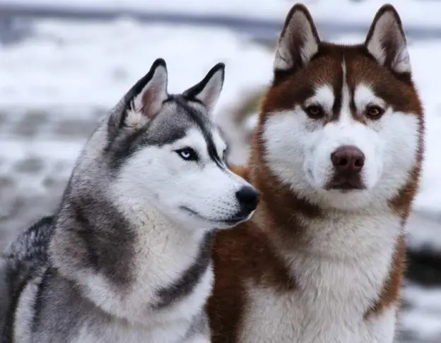 perros