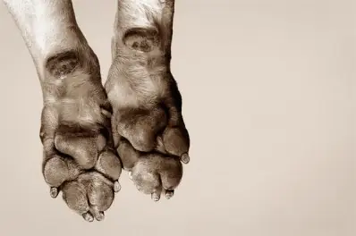 perros