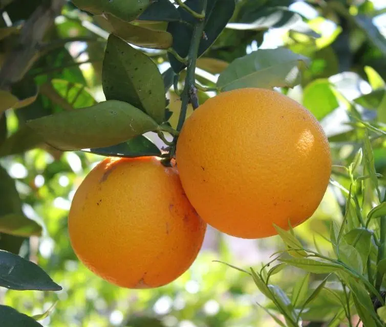 Lo bueno de la fruta de temporada