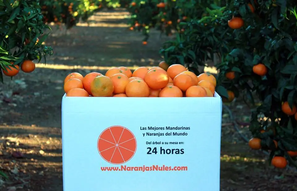 naranjas naranjas