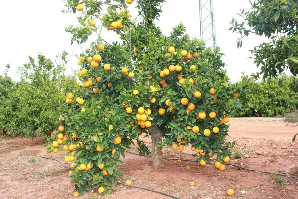 mandarinas mandarinas