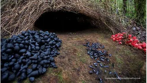 El pájaro de la enramada se hace arquitecto por amor
