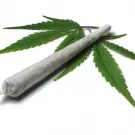 la marihuana no mata